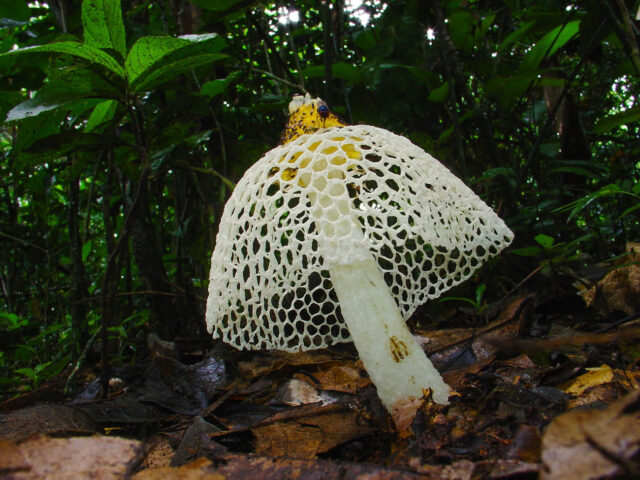 Without them there is no life’: the race to understand the mysterious world of Africa’s fungi