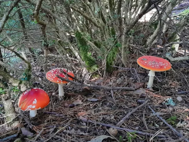 The (Ancient) Medicinal Science of Amanita muscaria