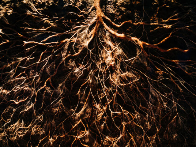 There’s a vast network beneath your feet- and it could be consious, some theories claim